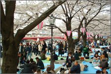 隅田川テラスの桜
